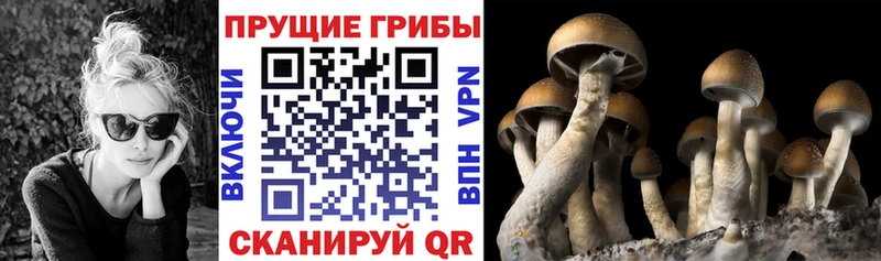 Псилоцибиновые грибы мицелий Верхняя Пышма